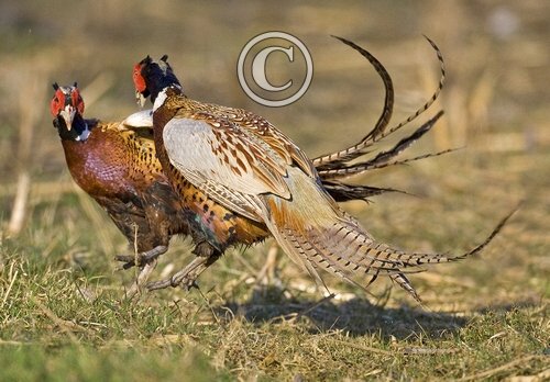 Cock Pheasants Fighting DM0982